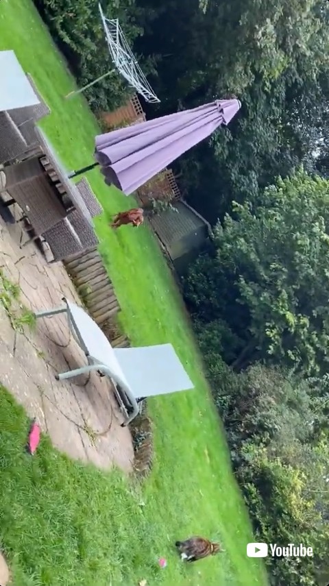 猫が動きを止める