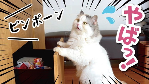 悪巧みニャンコ