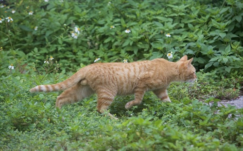 横からたまが見える猫
