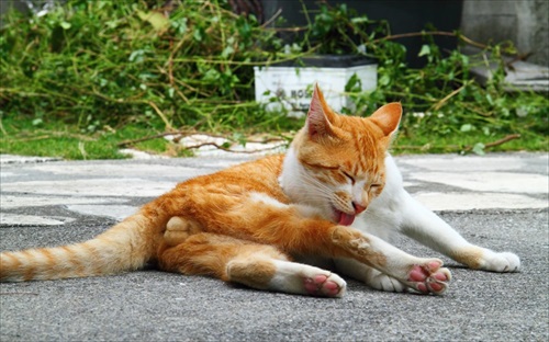 広場で見える猫