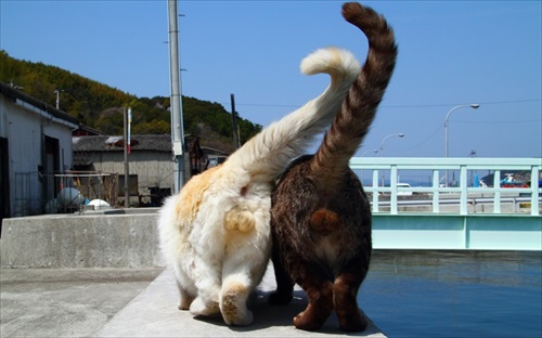 ダブルなんたま