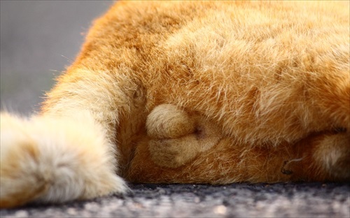 にゃんたまのアップ画像