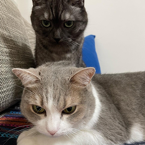 お誕生日キャッツ