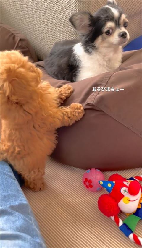 あそびまちょのテロップと犬