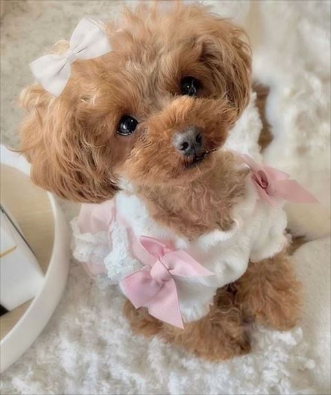 リボンつけてるワンコ