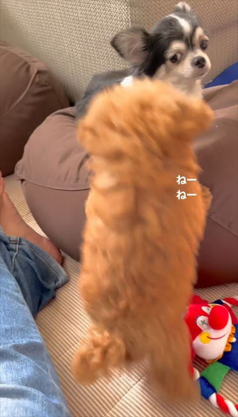 左足あげてジャンプする犬