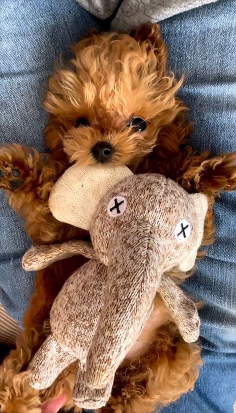 ゾウのぬいぐるみと子犬