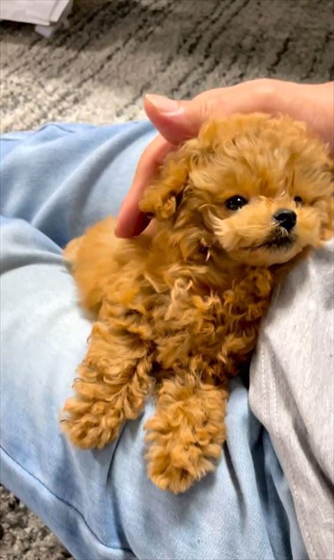 なでられる子犬