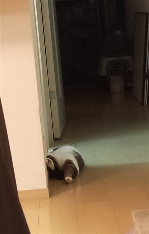 トトロみたいな猫