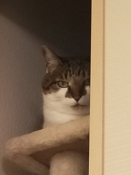 グリーンの瞳の猫ちゃん