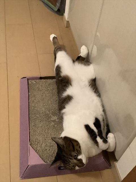 キッチンでヘソ天猫