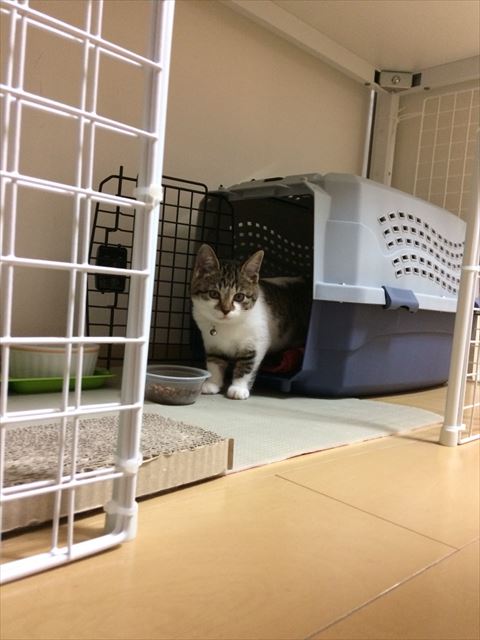 ケースからでてくる子猫