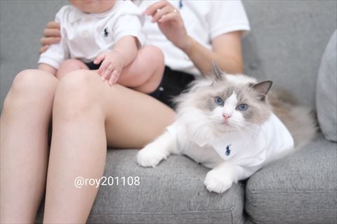 洋服着てる猫ちゃん