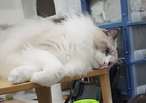 猫画像トリミング