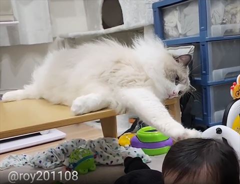 頭上の方なでる猫