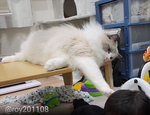 下の方をなでなでする猫