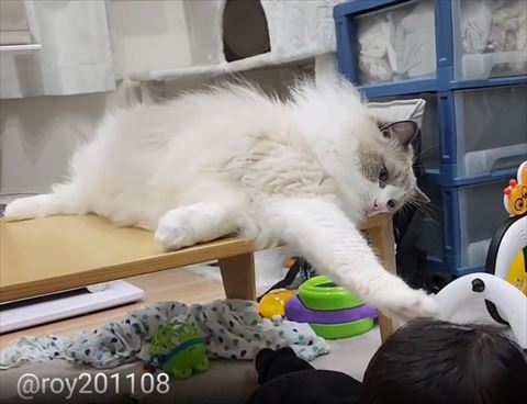 お手ひらいて上の方なでなでする猫