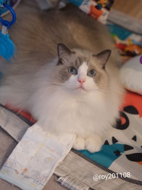 オムツと猫ちゃん