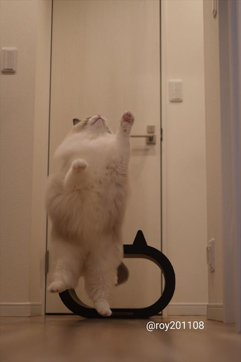 ジャンプする猫