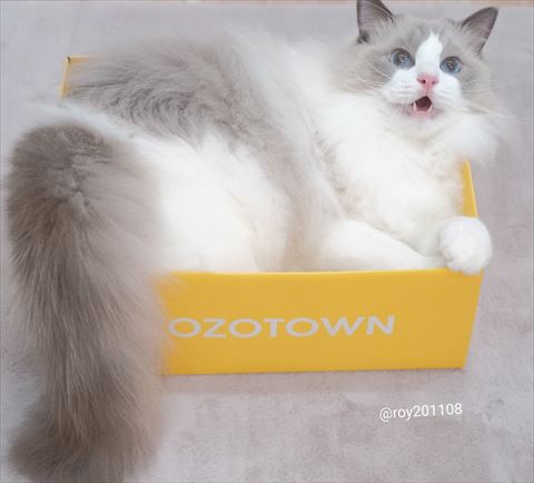 箱に入ってる猫