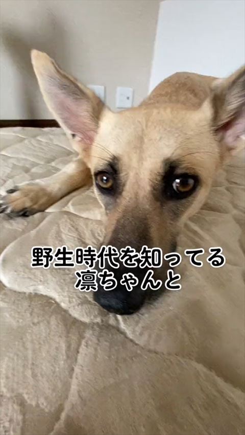 野生時代知ってる凛ちゃんテロップ