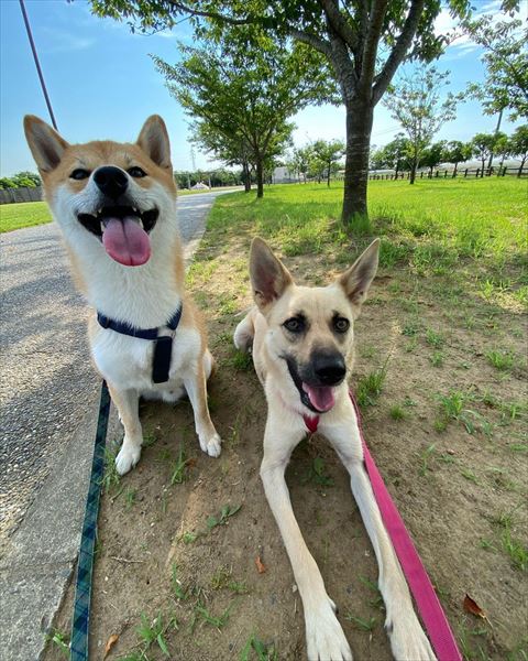 凛ちゃん伏せしてる