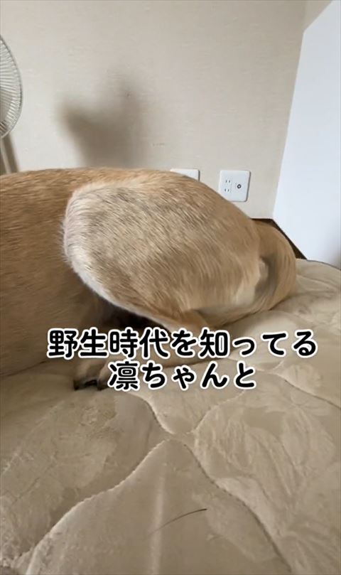 凛ちゃんの足