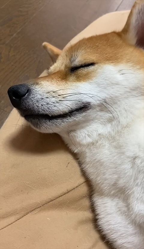 寝てる柴犬アップ