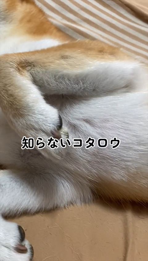 柴犬のおなか