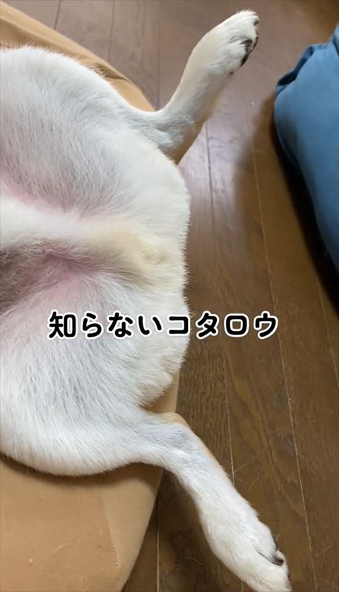 柴犬の足