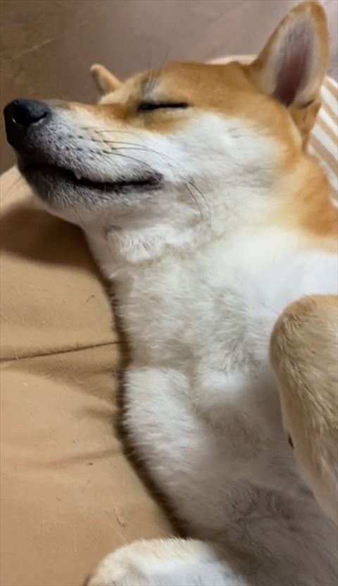 寝てる柴犬下から