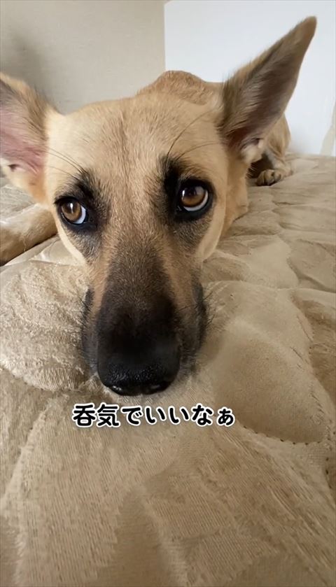 のんきでいいなテロップ