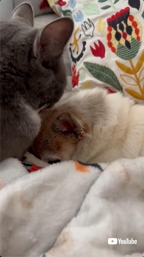 顔を近付ける猫