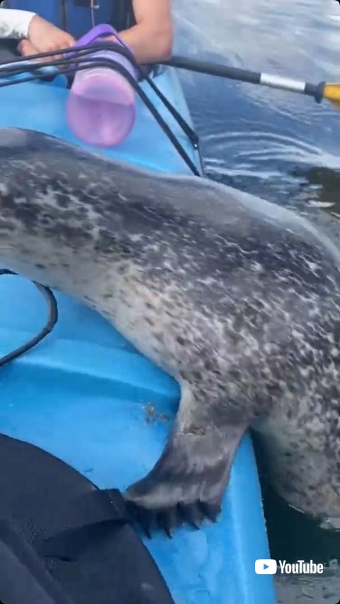 カヤックに飛び乗るアザラシ