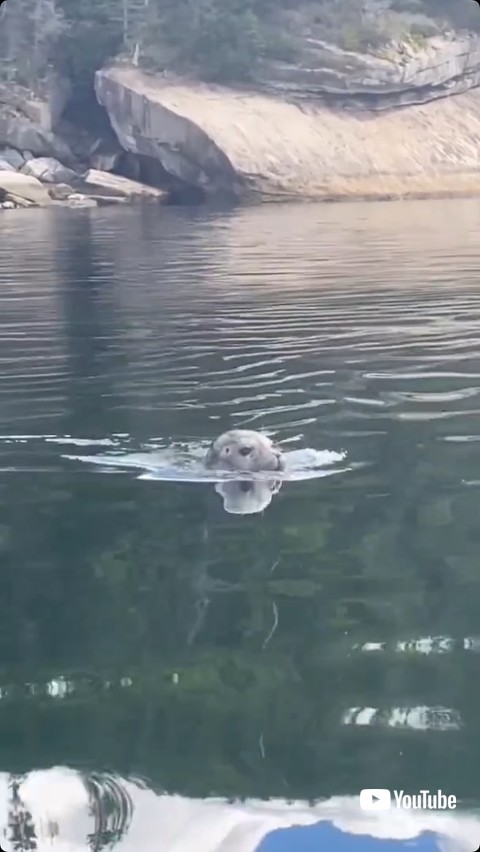 赤ちゃんアザラシ