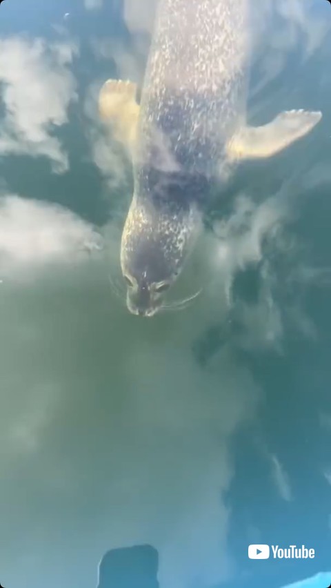 水中を泳ぐアザラシ