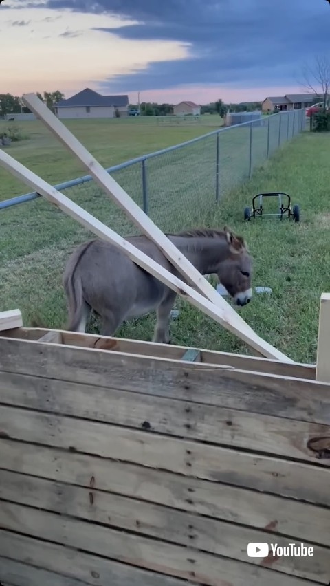 背中に木材を乗せるロバ