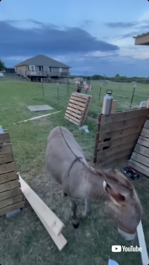 木材を散らかすロバ