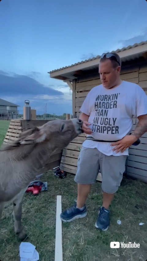 飼い主を甘がみするロバ