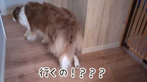 お風呂に向かう犬
