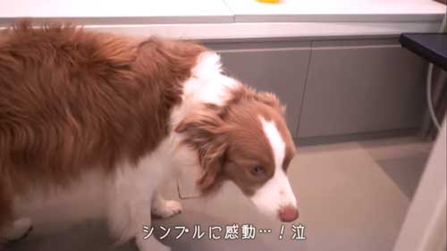 お風呂に到着した犬