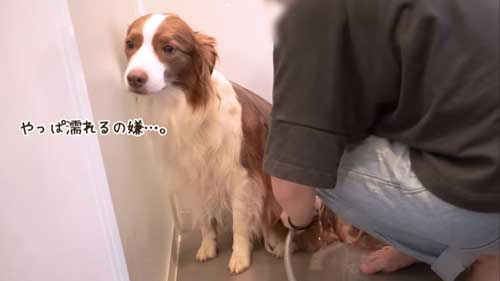 お風呂を頑張る犬