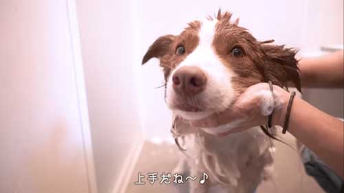 お風呂を頑張っている犬