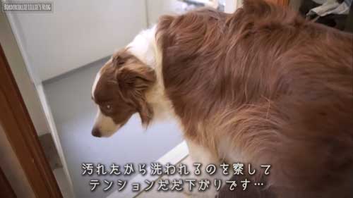 お風呂が苦手な犬