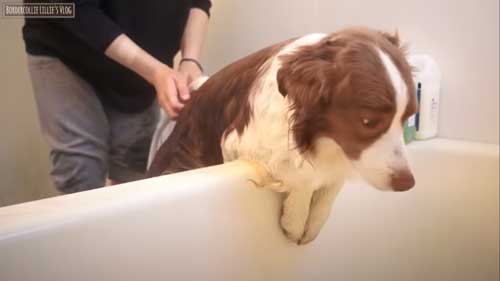 お風呂が苦手な犬