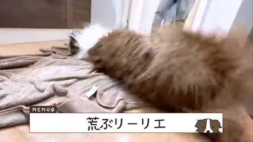 お風呂からあがって荒ぶる犬