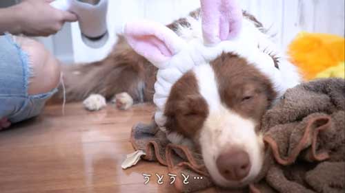 ドライヤーする犬