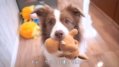 頑張った犬