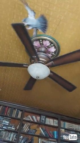 シーリングファンを回すハト