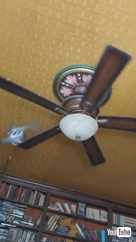 シーリングファンを回すハト